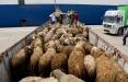 شیوخ عرب مشتریان گوسفندان ایران,اخبار اقتصادی,خبرهای اقتصادی,کشت و دام و صنعت