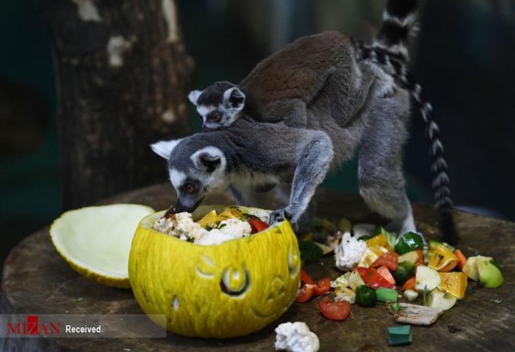 تصاویر جشن کدو حلوایی در باغ‌وحش,عکس های بازی حیوانات با کدو تنبل در باغ وحش,تصاویری از جشن کدو حلوایی در باغ‌وجش نووسیبیرسک روسیه
