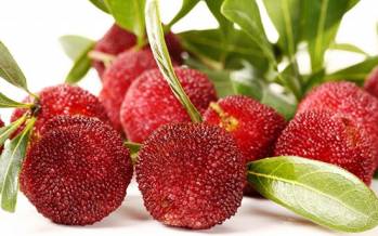 عجیبترین میوههای دنیا/ تصاویر عجیبترین میوههای دنیا,اخبار جالب,خبرهای جالب,خواندنی ها و دیدنی ها