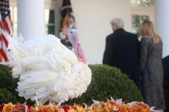 عکس‌های رویترز از ترامپ در مراسم شکرگزاری در کاخ سفید