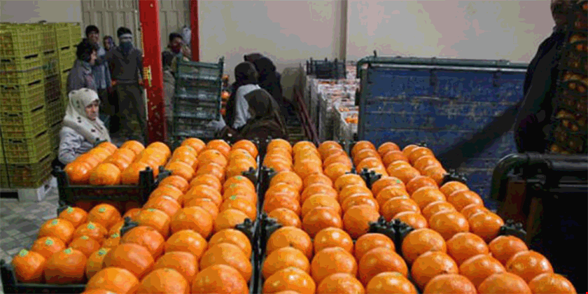 افزایش قیمت پرتقال