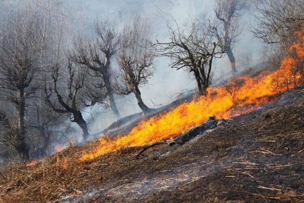 آتش سوزی جنگل,حریق در جنگل های ایران