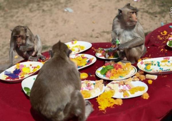 جشنواره عجیب بوفه میمون‌ها