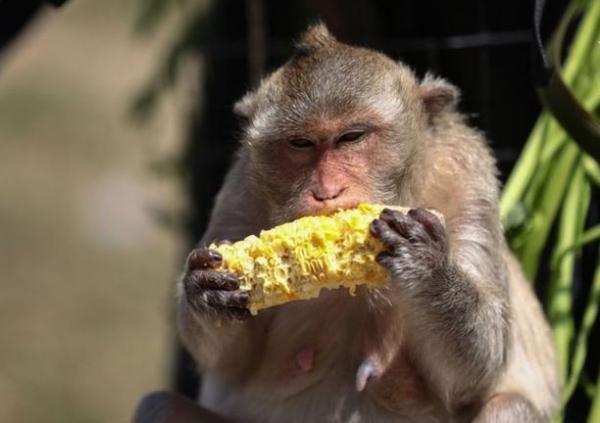 جشنواره عجیب بوفه میمون‌ها