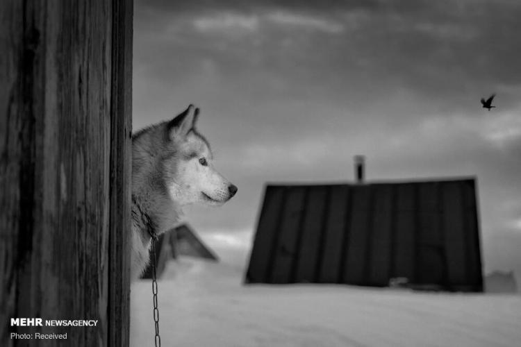 تصاویر سگ های سورتمه قطب شمال,عکس های سگ های سورتمه,تصاویری از سگ های سورتمه