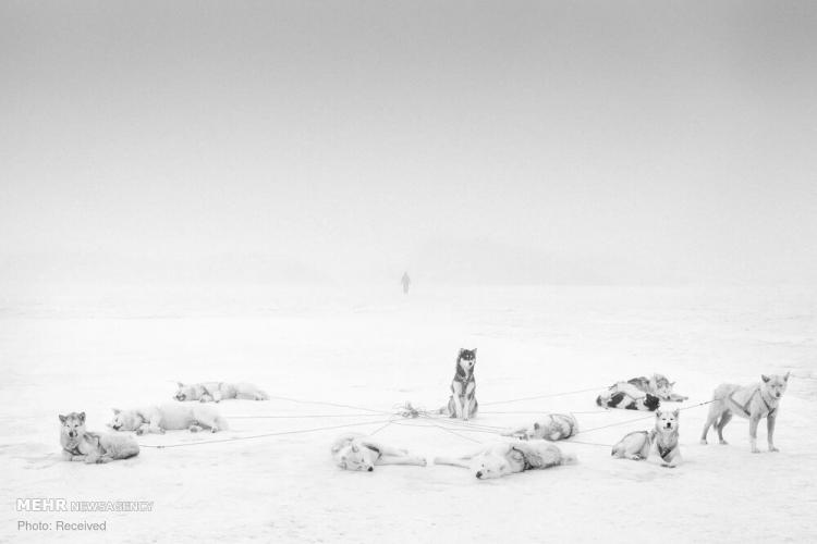 تصاویر سگ های سورتمه قطب شمال,عکس های سگ های سورتمه,تصاویری از سگ های سورتمه