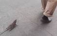 موش گردانی مرد چینی در خیابان,چین