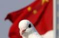کبوتر نامه‌رسان در چین