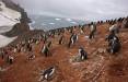 پنگوئن‌های Chinstrap در قطب جنوب