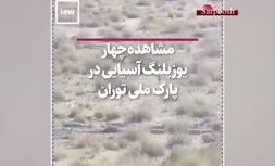 فیلم/ ۴ یوزپلنگ آسیایی در پارک ملی توران