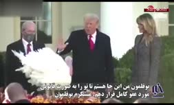 فیلم/ ماجرای ترامپ و بوقلمونی که مورد بخشش واقع شد