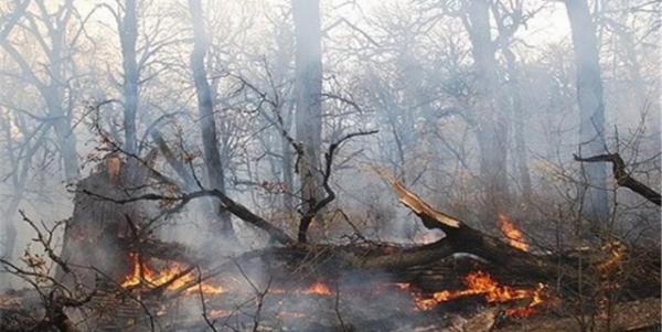 آتش‌سوزی گسترده درجنگل‌های سیاهکل,جنگل‌های سیاهکل