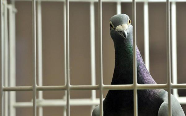 ورود غیرقانونی یک کبوتر از آمریکا,کبوتری در استرالیا