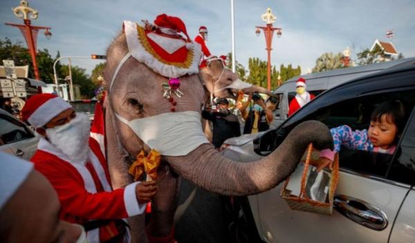 فیل,هدیه دادن ماسک توسط فیل ها