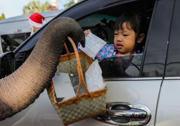 فیل,هدیه دادن ماسک توسط فیل ها