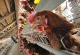 شیوع آنفلوآنزای پرندگان,سازمان دامپزشکی