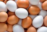 تخم مرغ,قیمت تخم مرغ