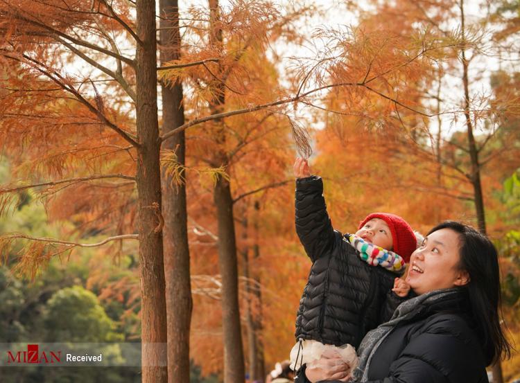 تصاویر شاخ و برگ,عکس های شاخ و برگ‌های رنگارنگ,تصاویر پارک ملی لاو شویی هئونگ