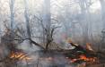 آتش‌سوزی گسترده درجنگل‌های سیاهکل,جنگل‌های سیاهکل