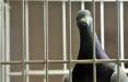 ورود غیرقانونی یک کبوتر از آمریکا,کبوتری در استرالیا
