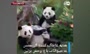 فیلم/ هدیه غافلگیرکننده باغ وحش برلین به حیوانات به مناسبت کریسمس