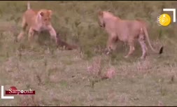 فیلم/ گورکن عسل خوار، خطرناک‌ترین حیوان حیات وحش!