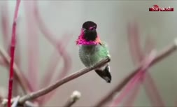 فیلم/ پرنده‌ی ۸ میلیون دلاری، با قابلیت تعویض ۶۲ رنگ