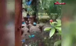 فیلم/ باغ پروانه در نزدیکی شهر پاتایای تایلند