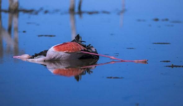 مرگ پرندگان در تالاب میانکاله،بوتولیسم