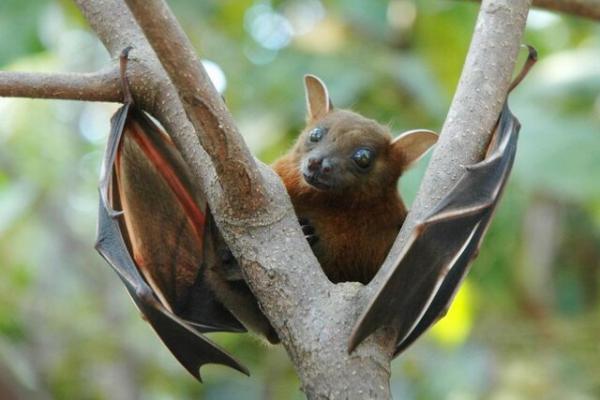 خفاشها در ووهان,سازمان بهداشت جهانی