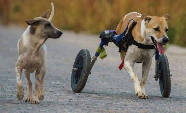 تردد سگ‌های معلول با صندلی چرخدار/ تصاویر