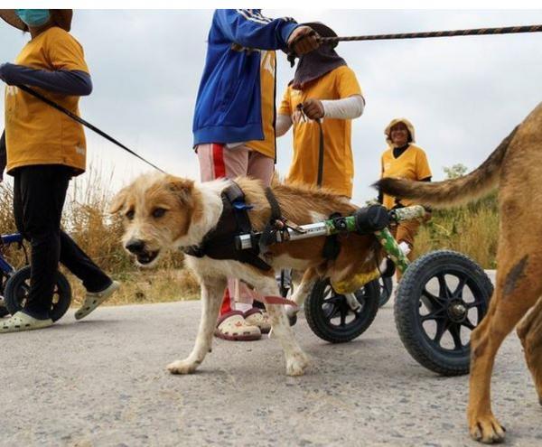 تردد سگ‌های معلول با صندلی چرخدار,سگ ها با صندلی چرخدار