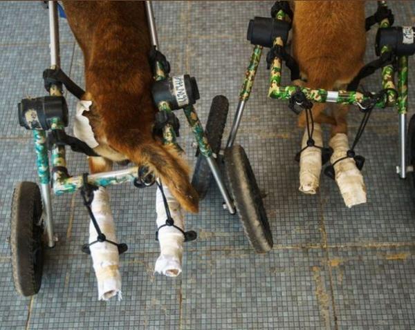 تردد سگ‌های معلول با صندلی چرخدار,سگ ها با صندلی چرخدار