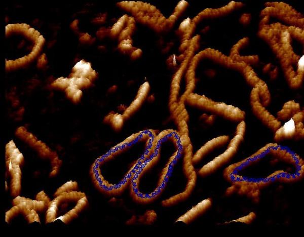 ثبت واضح‌ترین تصاویر ثبت شده از مولکول DNA,مولکول DNA