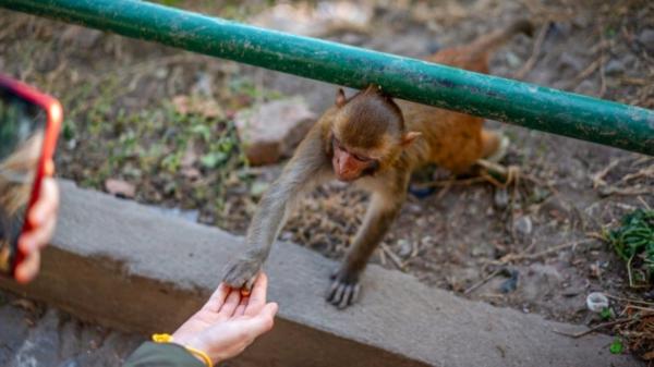 میمون‌های اندونزی,سرقت توسط میمون‌های اندونزی