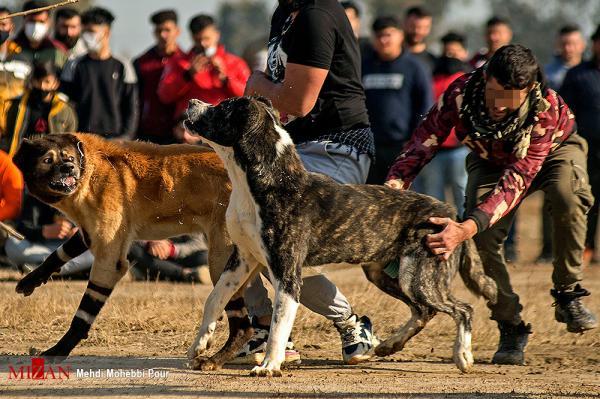 جنگ خونین سگ ها در شهر گلوگاه مازندران,جنگ سگ ها