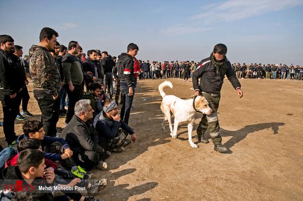 جنگ خونین سگ ها در شهر گلوگاه مازندران,جنگ سگ ها