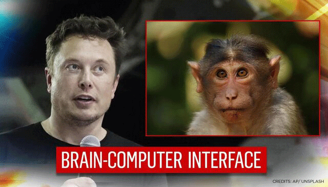 توانایی میمون‌ها برای انجام بازی کامپیوتری,ایلان ماسک