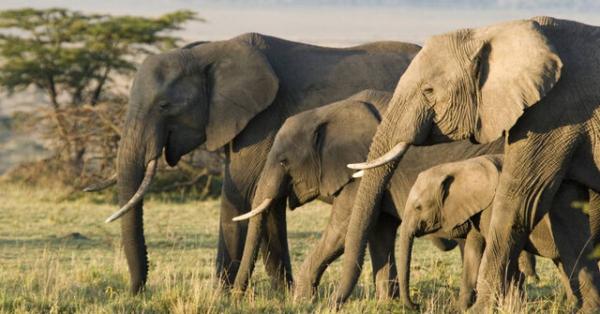 فیل,مقاومت فیل ها دربرابرسرطان