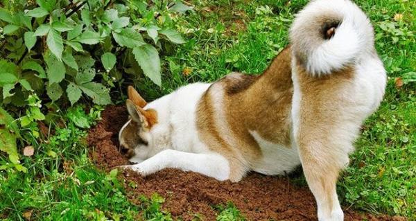 چرا سگ ها استخوان را دفن می کنند؟