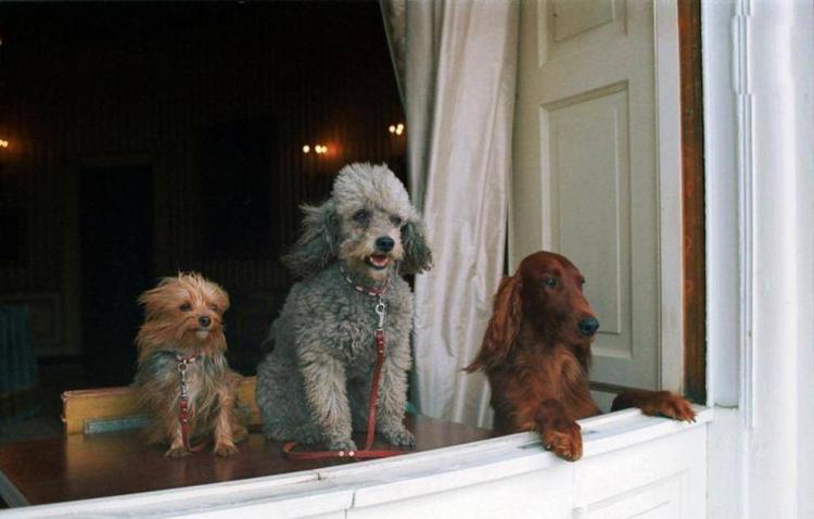 تصاویر حیوانات روسای جمهور آمریکا,عکس سگ جو بایدن,عکس سگ جورج بوش
