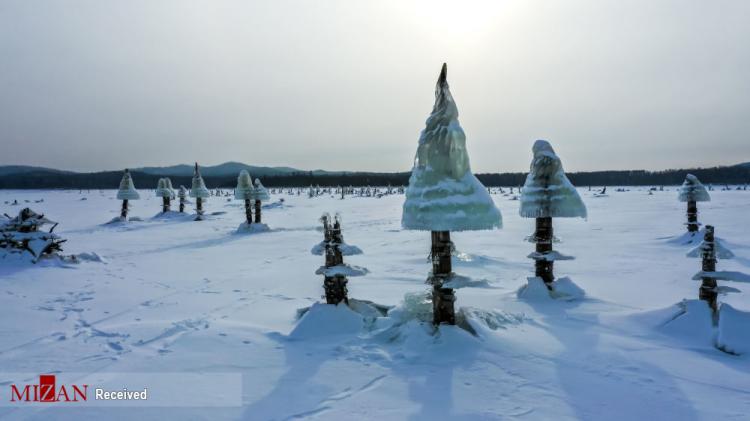 تصاویر قارچ‌های یخی در روسیه,عکس قارچ یخی در روسیه,تصاویر قارچ‌های یخی در دالنی واستوک کشور روسیه