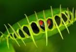 ونوس مگس خوار( Dionaea muscipula),تولید میدان مغناطیسی