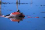 مرگ پرندگان در تالاب میانکاله،بوتولیسم