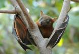 خفاشها در ووهان,سازمان بهداشت جهانی