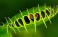 ونوس مگس خوار( Dionaea muscipula),تولید میدان مغناطیسی