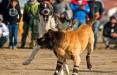 جنگ سگ ها در گلوگاه,بازداشت عوامل برگزاری جنگ سگ‎‌ها در گلوگاه
