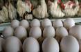 واکنش فعالان مرغ و تخم‌مرغ به حذف دلار ۴۲۰۰,گرانی مرغ