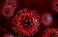 ویروس کرونا,نشانه‌های مشابه کرونا انسانی در مدل‌های حیوانی