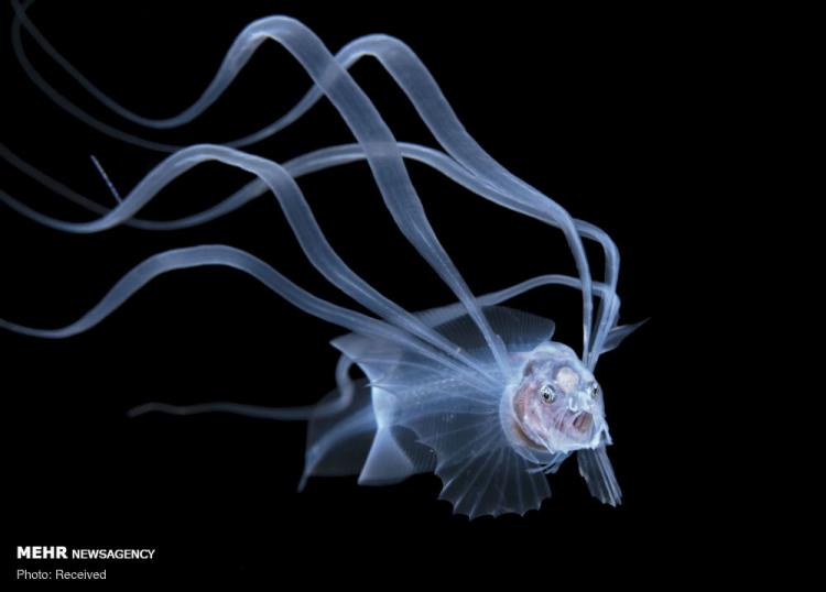دنیای اعماق اقیانوس از نگاه عکاسان,تصاویر اقیانوس,عکس های حیوانات در اقیانوس